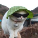 Vrem capul lui Trebuie!