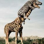 Girafă altruistă!