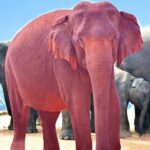 Nu te gândi la un elefant roz.