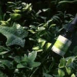Tot ce trebuie să știi despre CBD CBD oil Romania